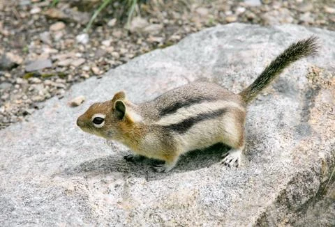 Squirrel on rock Stock Photos