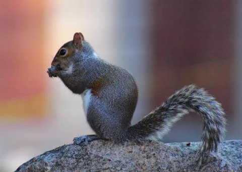 Squirrel on the rock Stock Photos