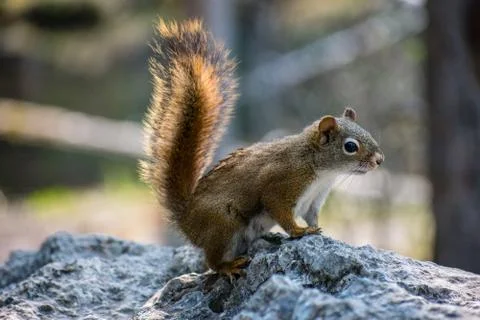 Squirrel on a rock Foto stock