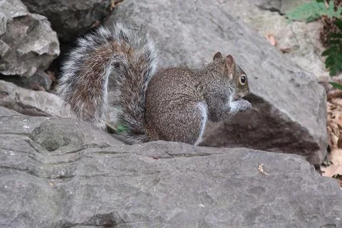Squirrel in a rock Stock Photos