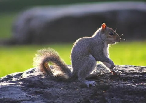 Squirrel on the rock with sun lights on it Stock Photos