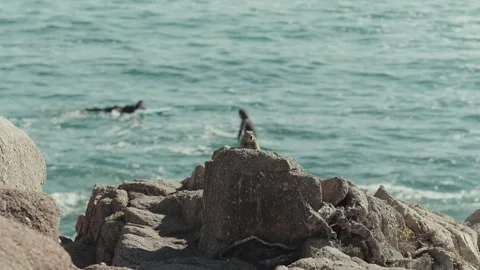 Squirrel on rock with surfer paddling in the ocean Stock Footage 291619009