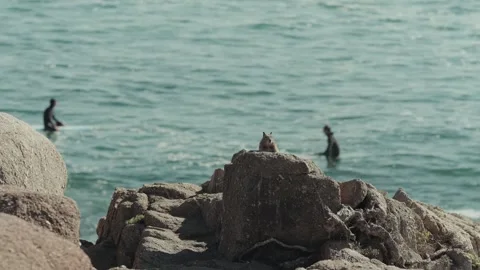 Squirrel on rock with surfers Stock Footage 291619043