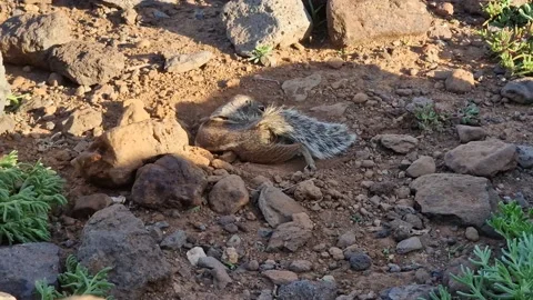 Squirrel rolling on the ground Stock Footage 233532091