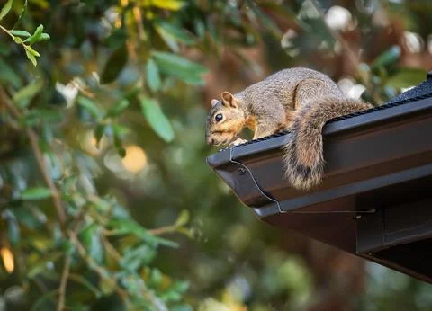 Squirrel on the roof Stock Photos