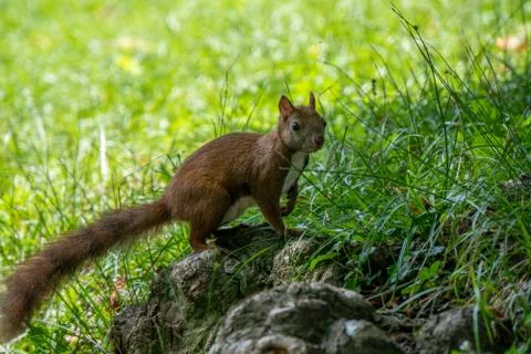 Squirrel on a root Stock Photos