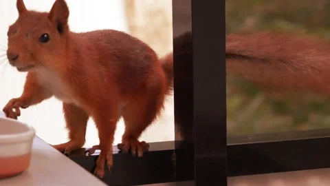 Squirrel rotating and eating Vídeo Stock 280848007