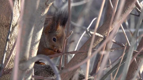 Squirrel rubs paws, sitting among thick branches in a tree Video stock 104696496