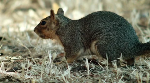 Squirrel rummages in the yellow grass Stock Footage 48373016