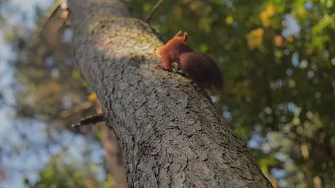 Squirrel run away on the tree Stock Footage 106093986