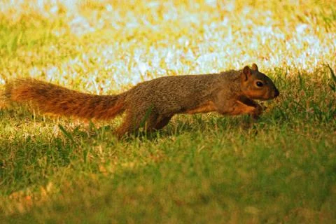 Squirrel run Stock Photos