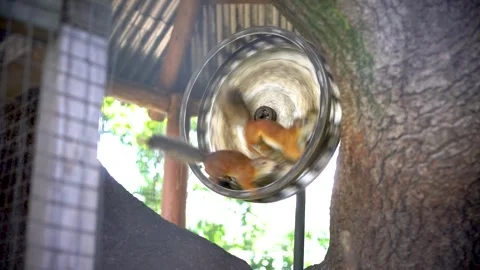 Squirrel run on wheel in cage at zoo Stock Footage 295226953