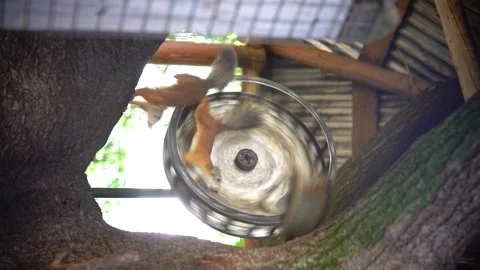 Squirrel run on wheel in cage at zoo, vertical Stock Footage 301560226