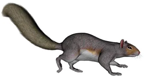 Squirrel running - 3D render Stock Illustration