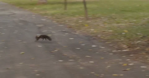 Squirrel running across the road in the park Stock Footage 146570755