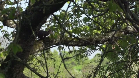 Squirrel running along a branch Stock Footage 302542433