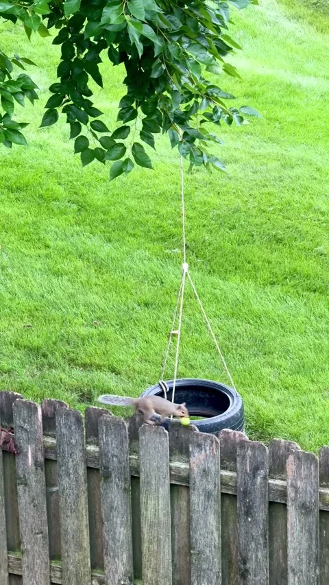 Squirrel running along a fence with a nut in teeth Stock Footage 342971915