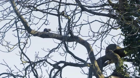 Squirrel running and jumping between trees. Day time UK North London Stock Footage 149683000