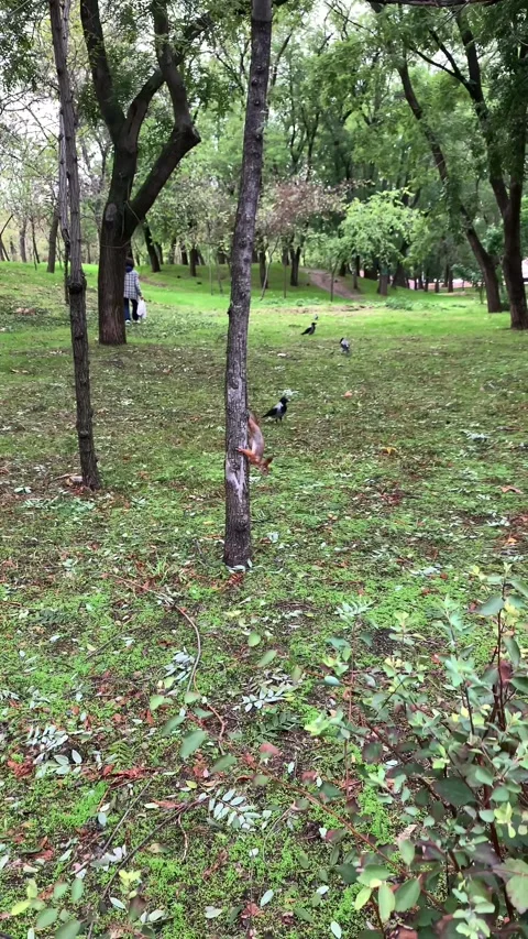 Squirrel Running and Jumping in Green Park Stock Footage 322646222