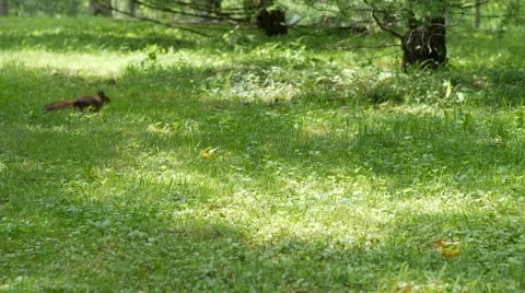 Squirrel running and jumping through the grass with sunlight spots. Sunny day in Stock Footage 67212379