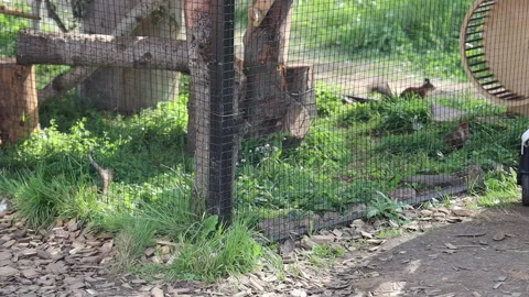 A squirrel running around the cage at the zoo Stock Footage 282821556