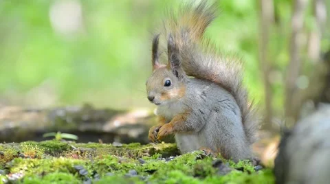 Squirrel running around in the grass and scare the bird Stock Footage 62804879