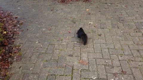 Squirrel Running Around On Interlocking Brick In Park Stock Footage 103809901