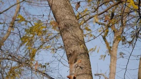 Squirrel running around the trunk of a large tree Stock Footage 82927379