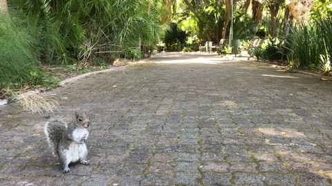 Squirrel running away Video stock 99927378