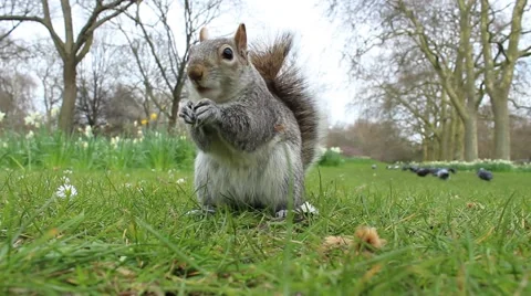 Squirrel running away with a peanut Stock Footage
