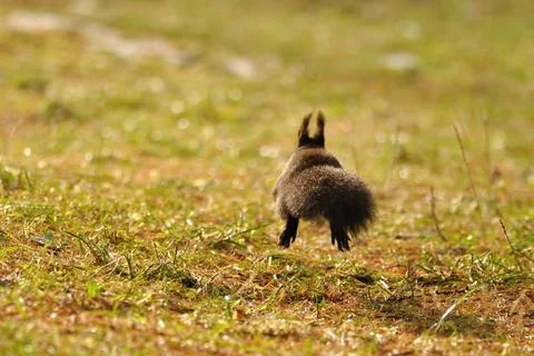 Squirrel running away Stock Photos