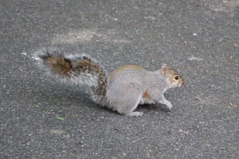 Squirrel running away Stock Photos