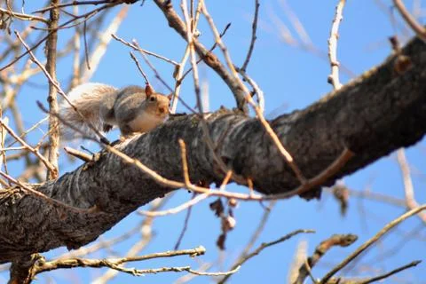 Squirrel Running down a Tree Stock Photos