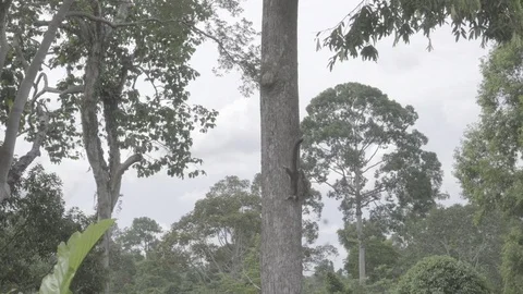 Squirrel running down a tree slog2 Video stock 82447839