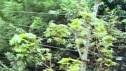 Squirrel running on the electric cable HD Video 스톡 동영상 303280555