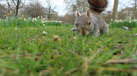 Squirrel running 動画素材 61827638