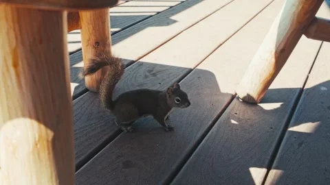Squirrel Running 스톡 동영상 344981321