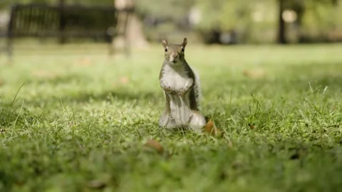 Squirrel running on the grass 120fps Stock Footage 220450231