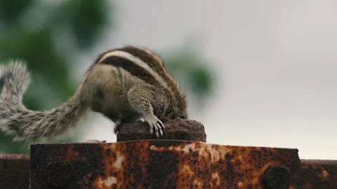 Squirrel Running into Hole  Wildlife Behavior in Action 스톡 동영상 318617538
