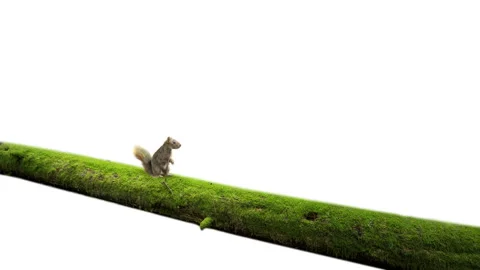  Squirrel running on the log isolated on white background Vidéo 240986956