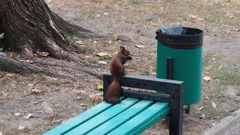 Squirrel running in the park and eating nuts Stock Footage 112877025