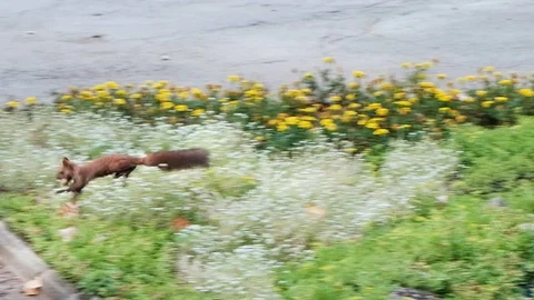 Squirrel running in the park and eating nuts Stock Footage 112877073