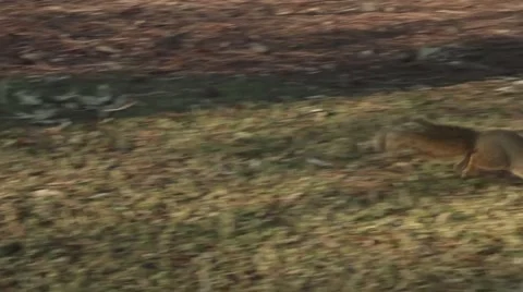 Squirrel Running in a Park Stock Footage 45915862