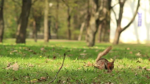 Squirrel running in the park Vídeo Stock 49497298