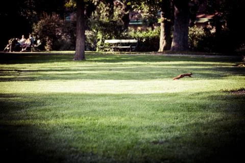 Squirrel Running in a Serene Park Setting Stock Photos