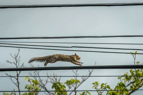 Squirrel Running on a Telephone Wire Stock Photos