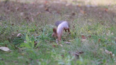 Squirrel running through the grass in the park in search of food Stock Footage 68782271
