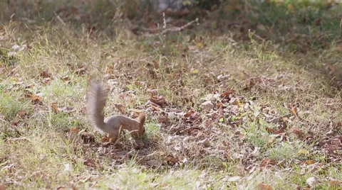 Squirrel running through the grass in the park in search of food Stock Footage 68782294