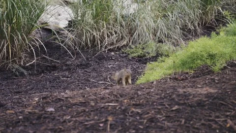 Squirrel Running through Mulch Video stock 246983941
