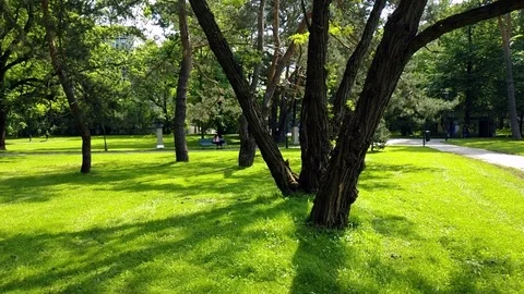 Squirrel Running Through The Trees In The Park Stock-Footage 111420056